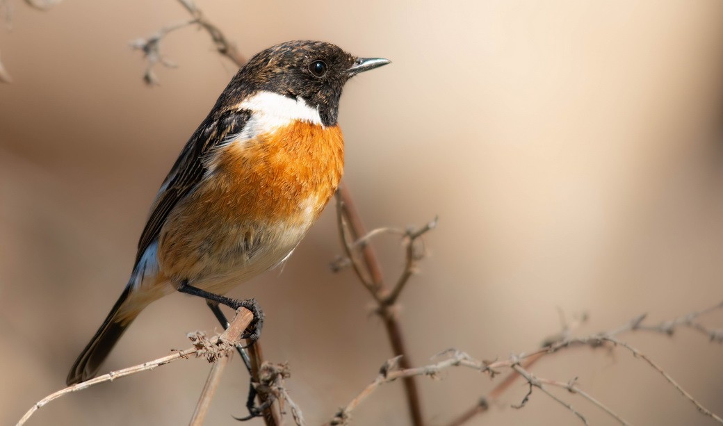 European Stonechat - ML646104397
