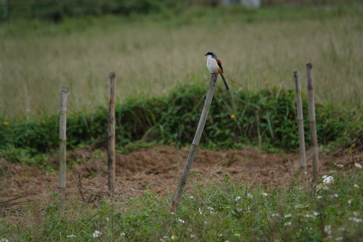 Long-tailed Shrike - ML646104410