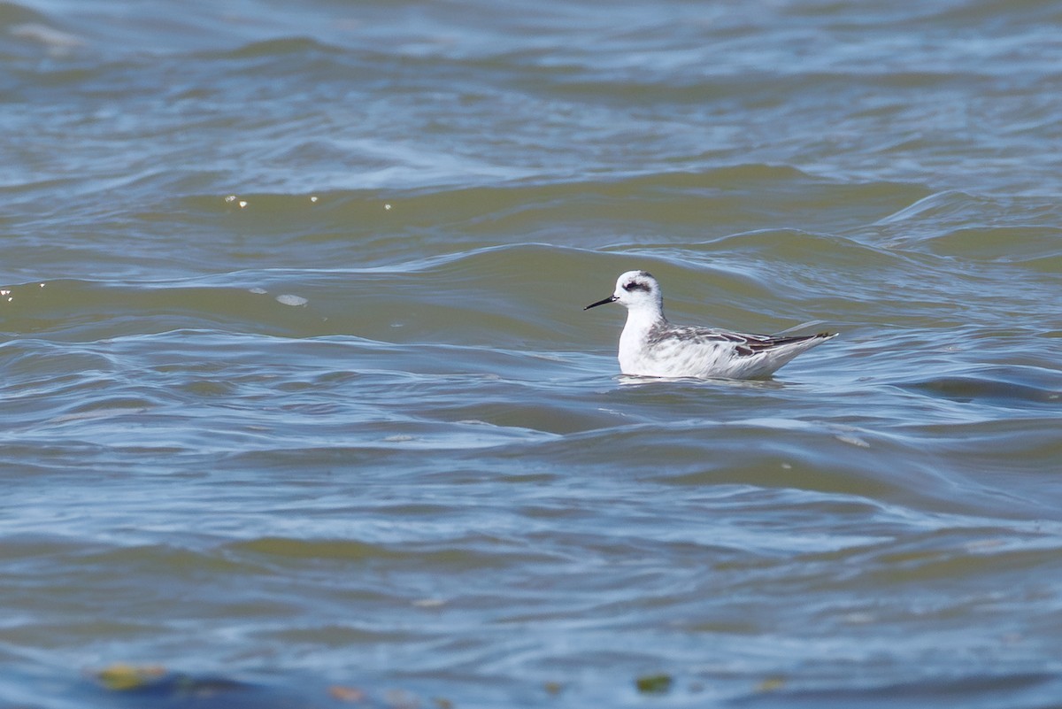 Red-necked Phalarope - ML646104415