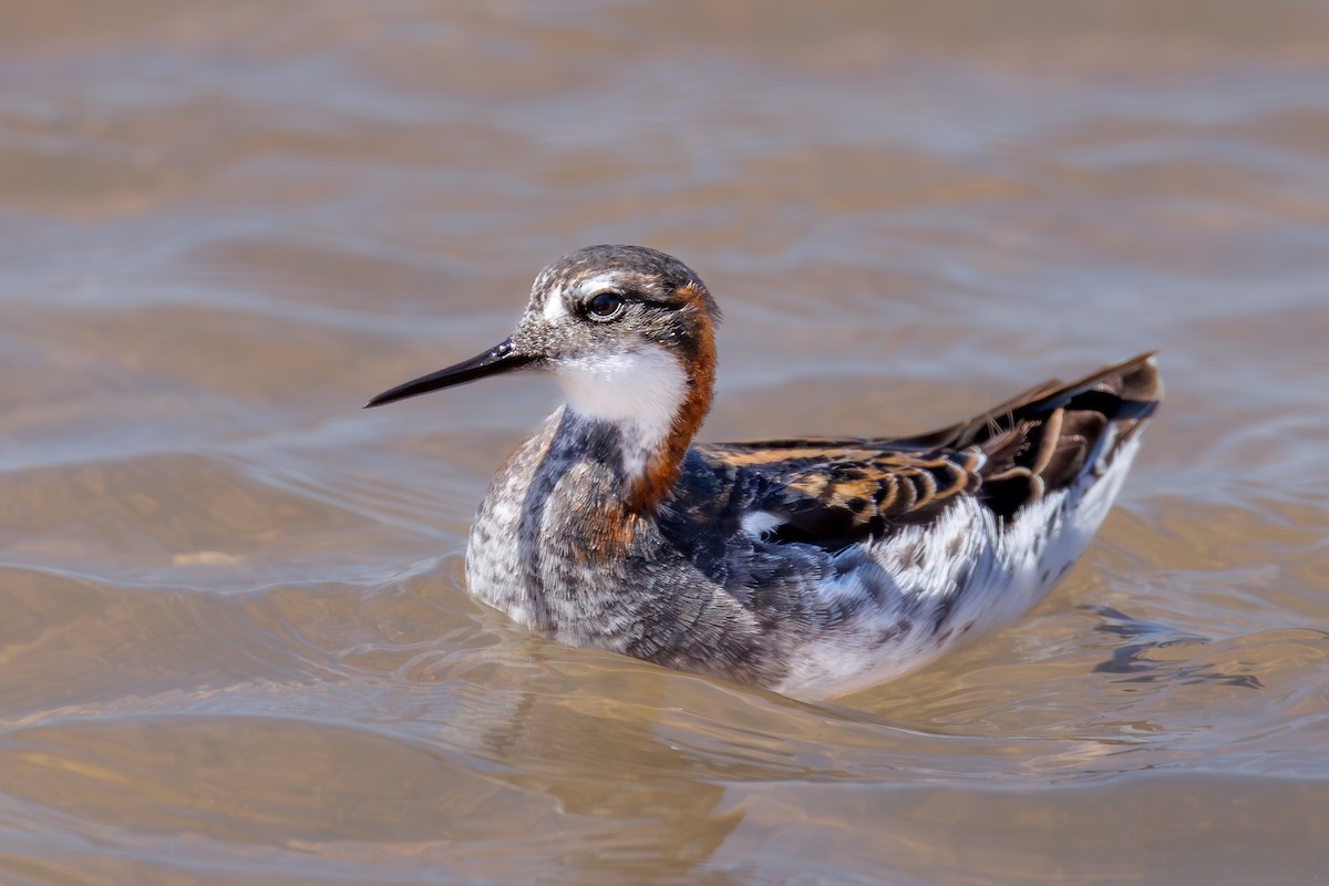 Red-necked Phalarope - ML646104416