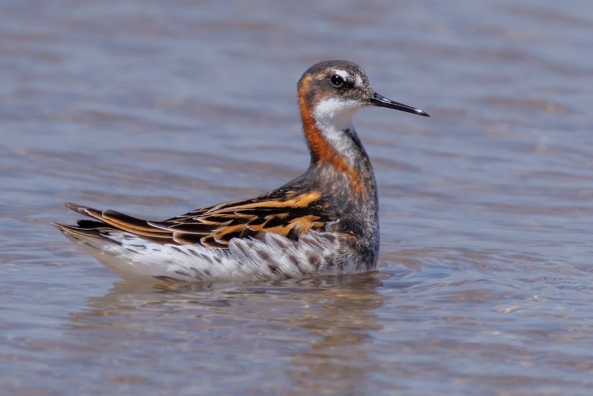 Red-necked Phalarope - ML646104417