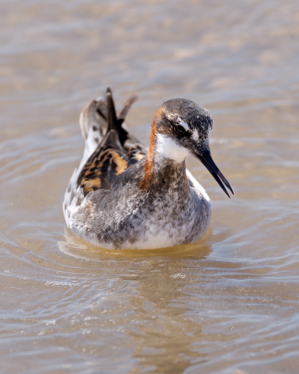 Red-necked Phalarope - ML646104418