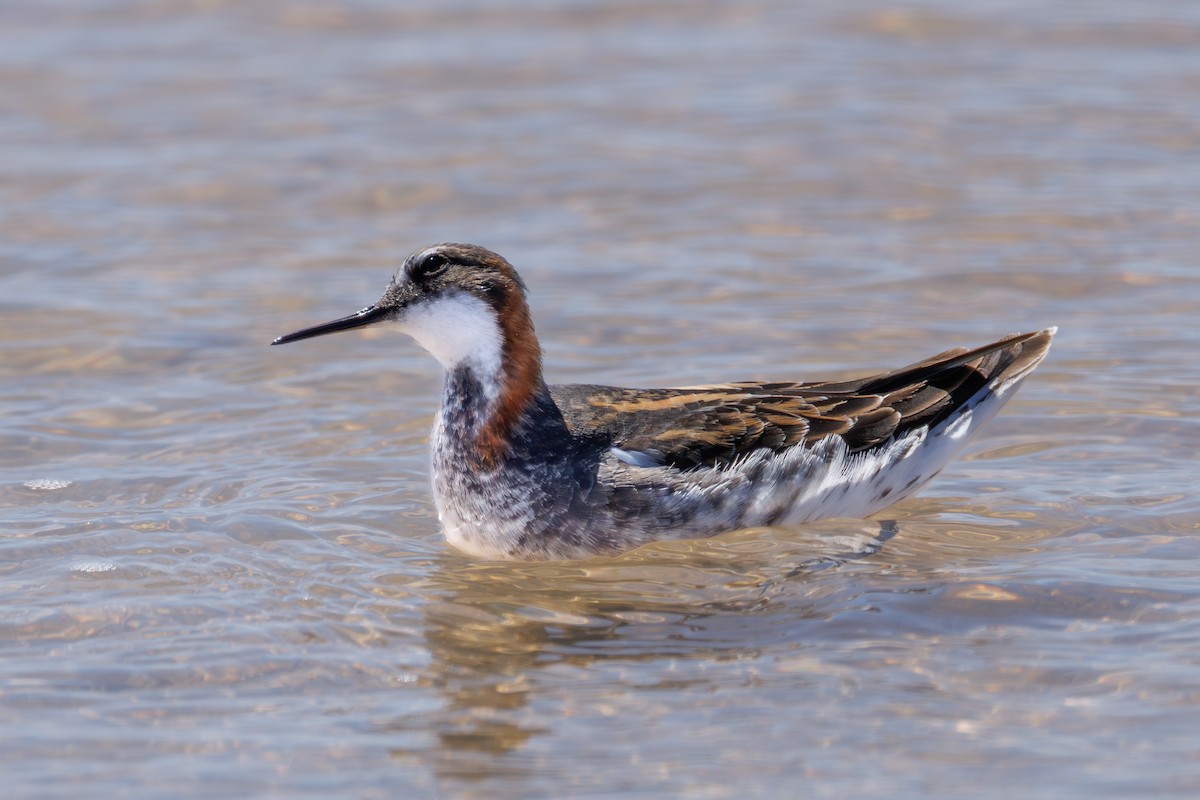 Red-necked Phalarope - ML646104419