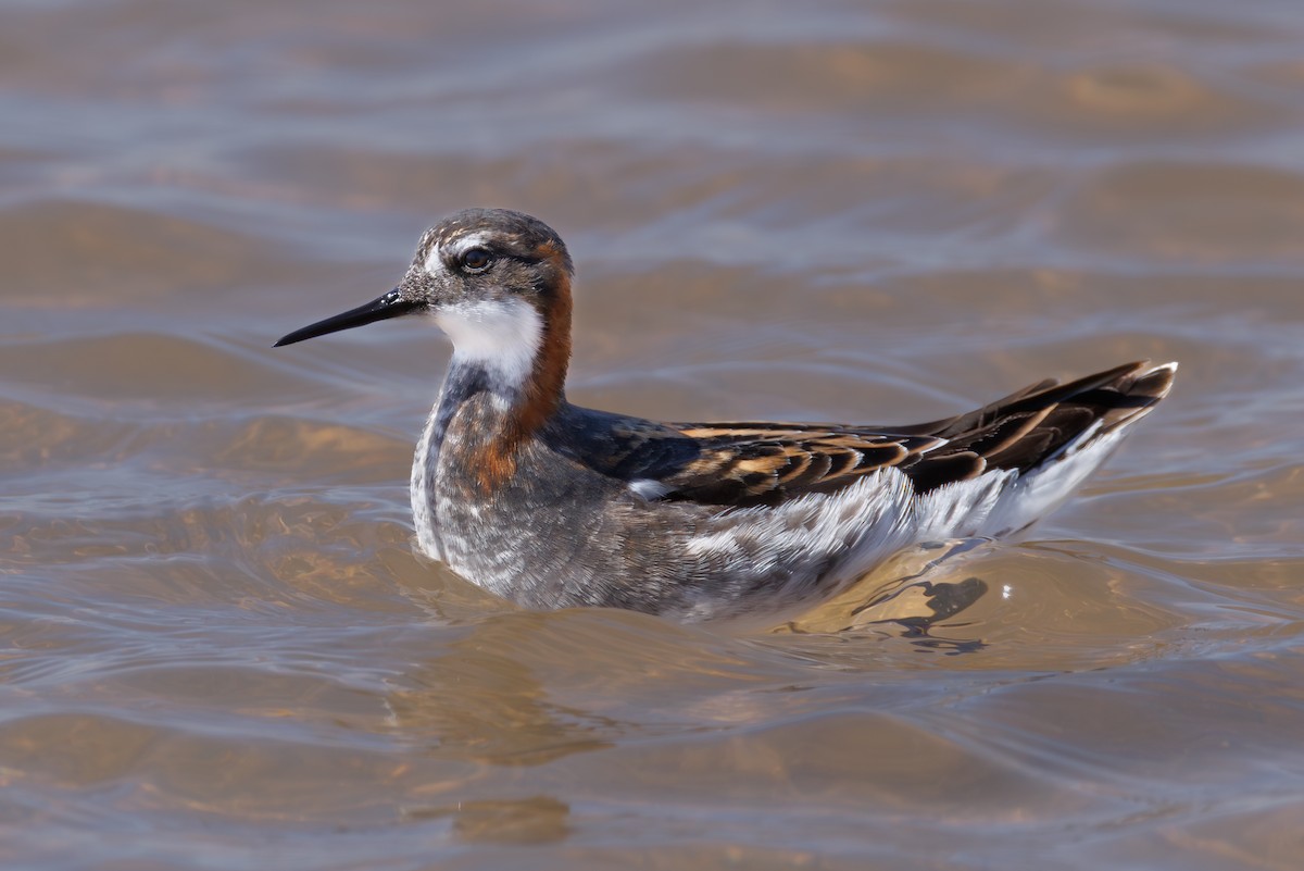 Red-necked Phalarope - ML646104420