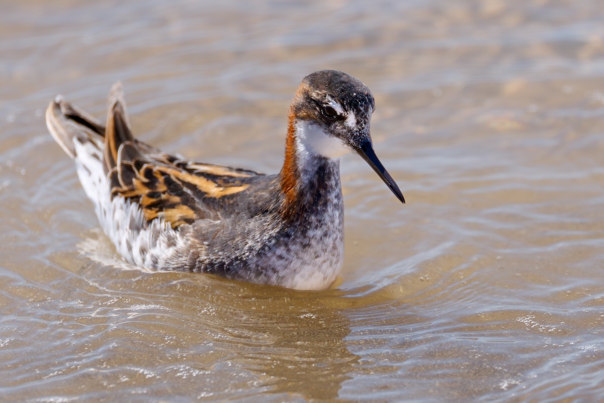 Red-necked Phalarope - ML646104421
