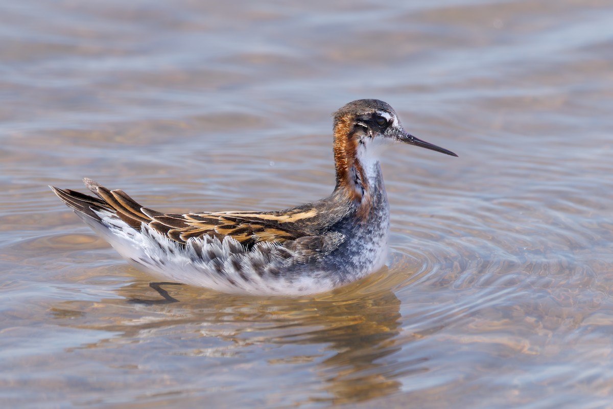 Red-necked Phalarope - ML646104422