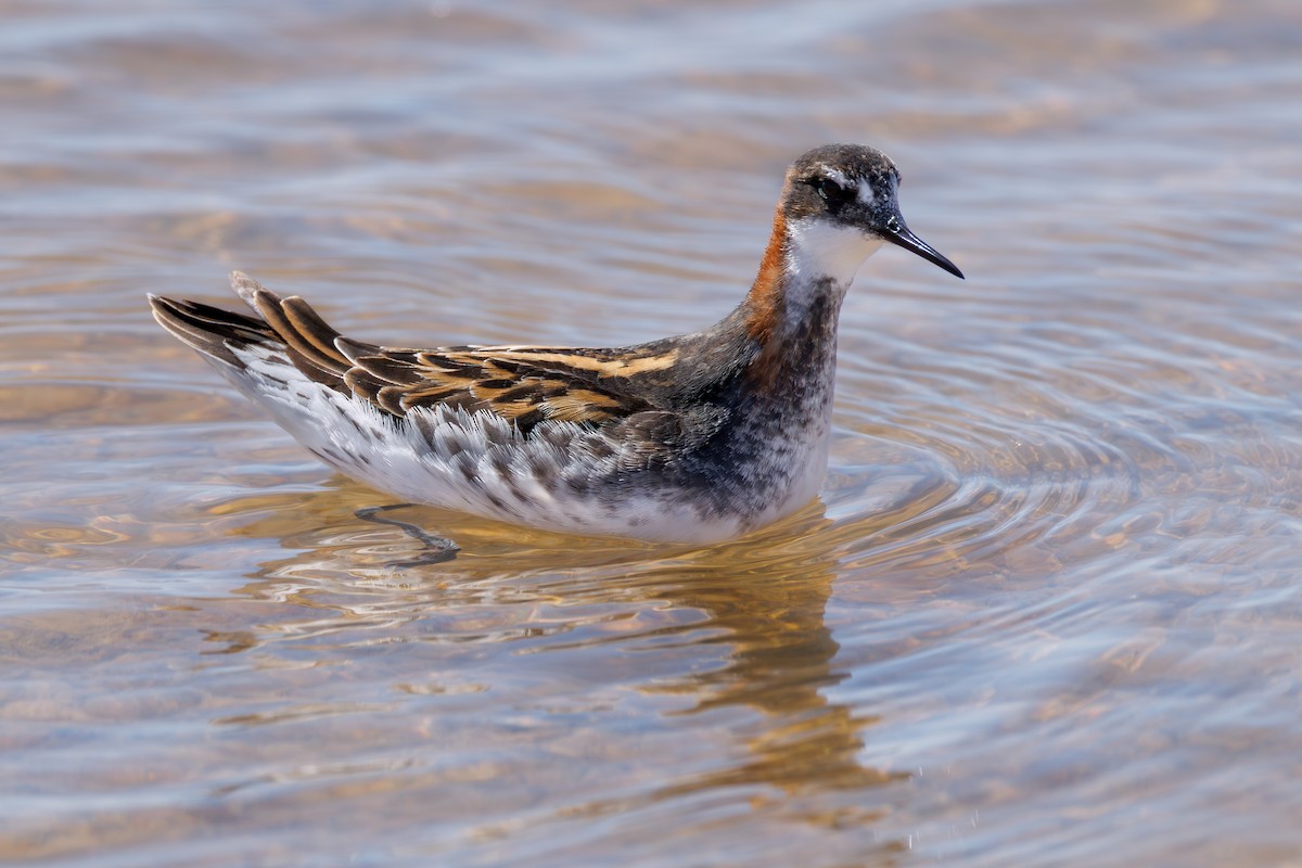 Red-necked Phalarope - ML646104424