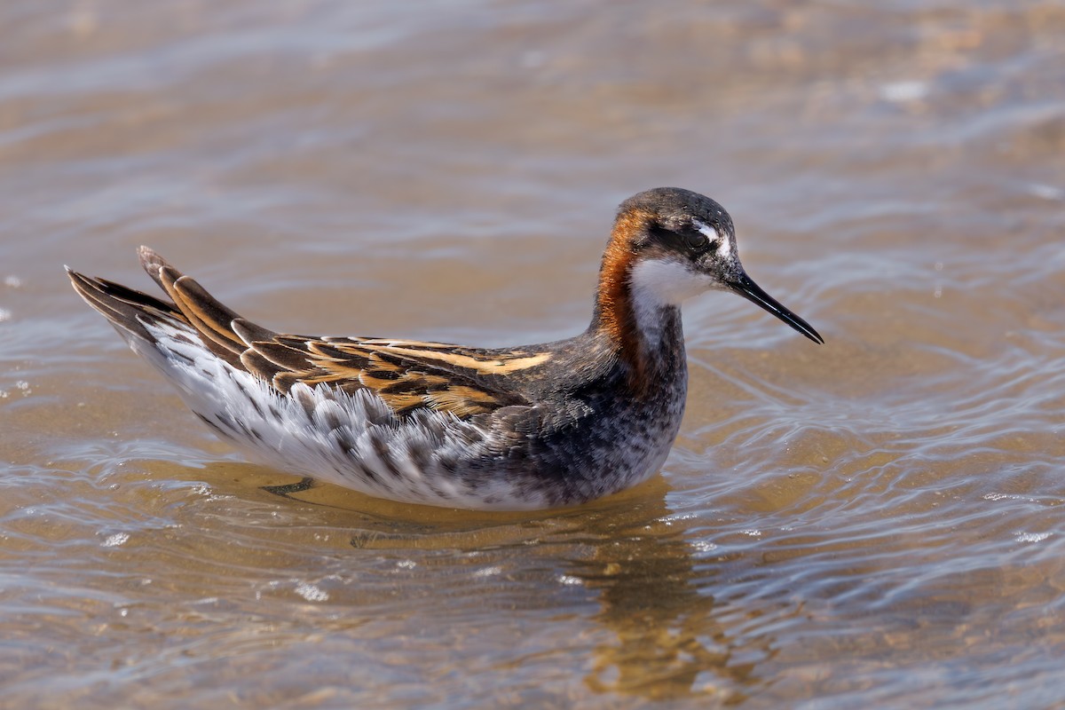 Red-necked Phalarope - ML646104425