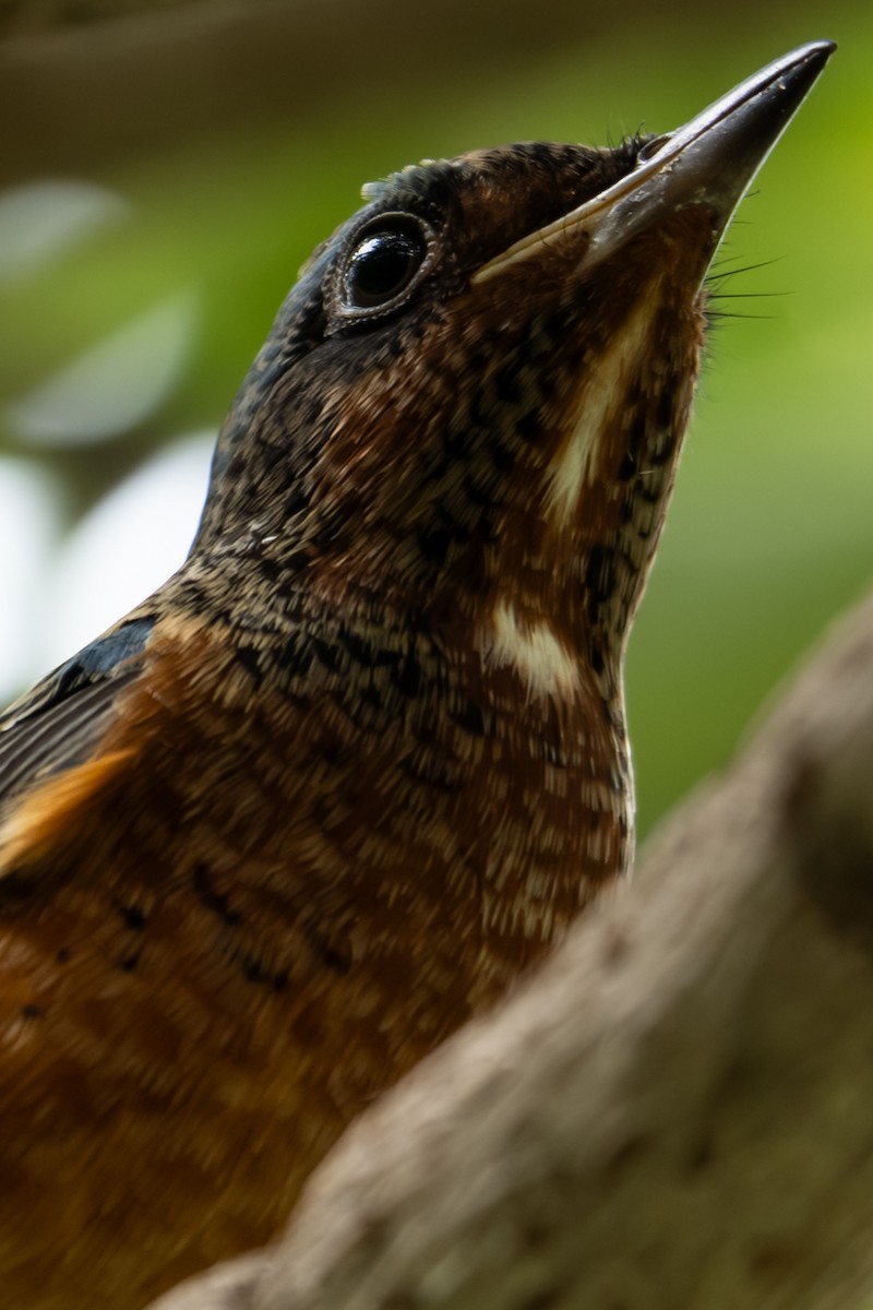 Ak Boğazlı Taşkızılı - ML646104435