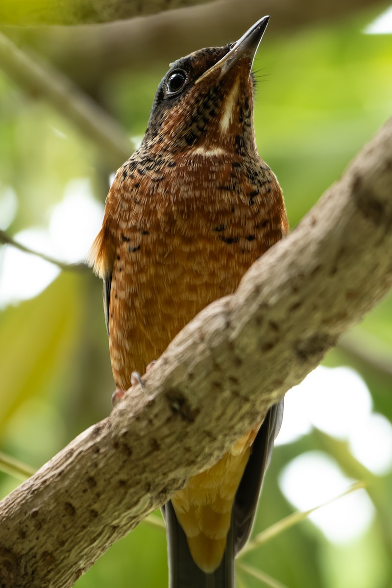 Ak Boğazlı Taşkızılı - ML646104436