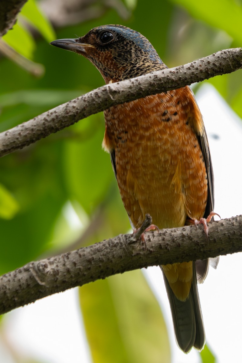 Ak Boğazlı Taşkızılı - ML646104438