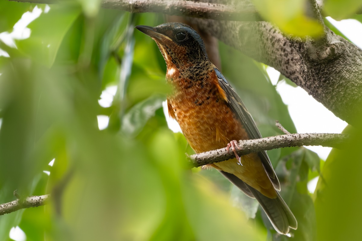 Ak Boğazlı Taşkızılı - ML646104439