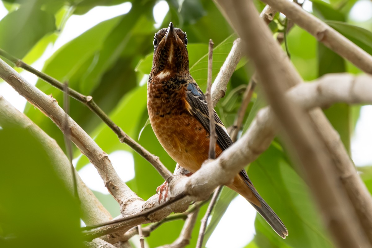 Ak Boğazlı Taşkızılı - ML646104441