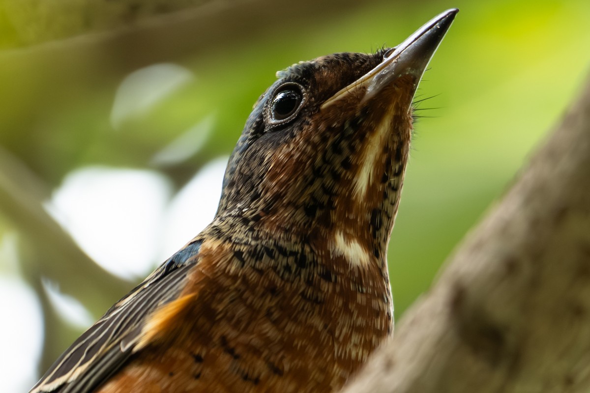 Ak Boğazlı Taşkızılı - ML646104442