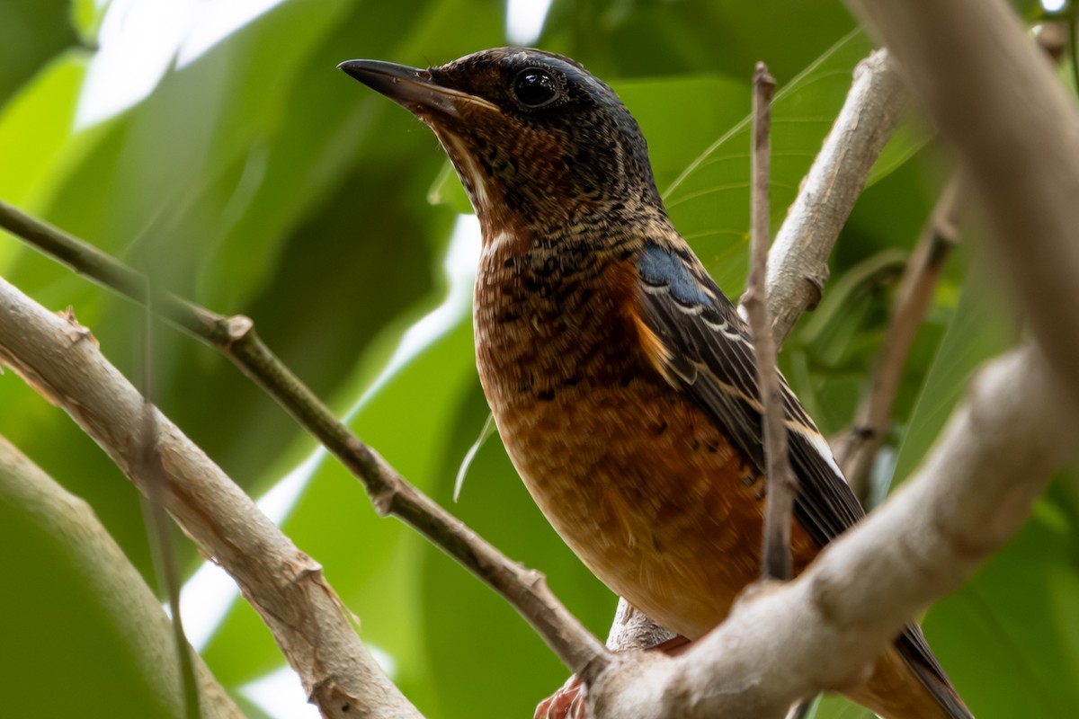 Ak Boğazlı Taşkızılı - ML646104443