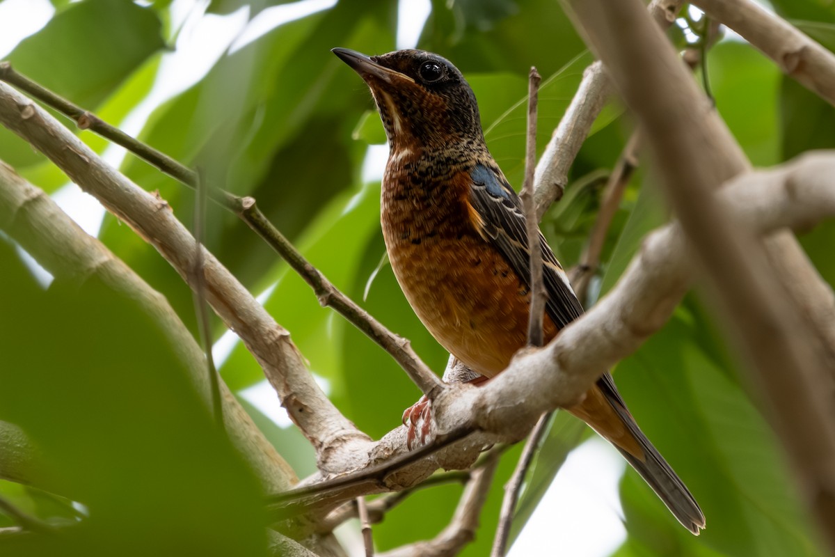 Ak Boğazlı Taşkızılı - ML646104444