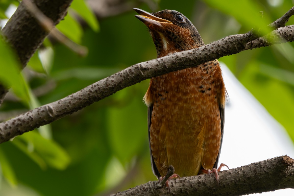 Ak Boğazlı Taşkızılı - ML646104446