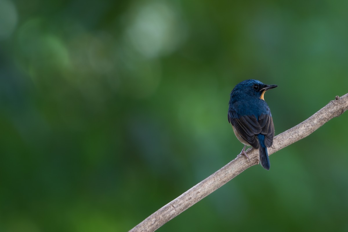 Large Blue Flycatcher - ML646104460