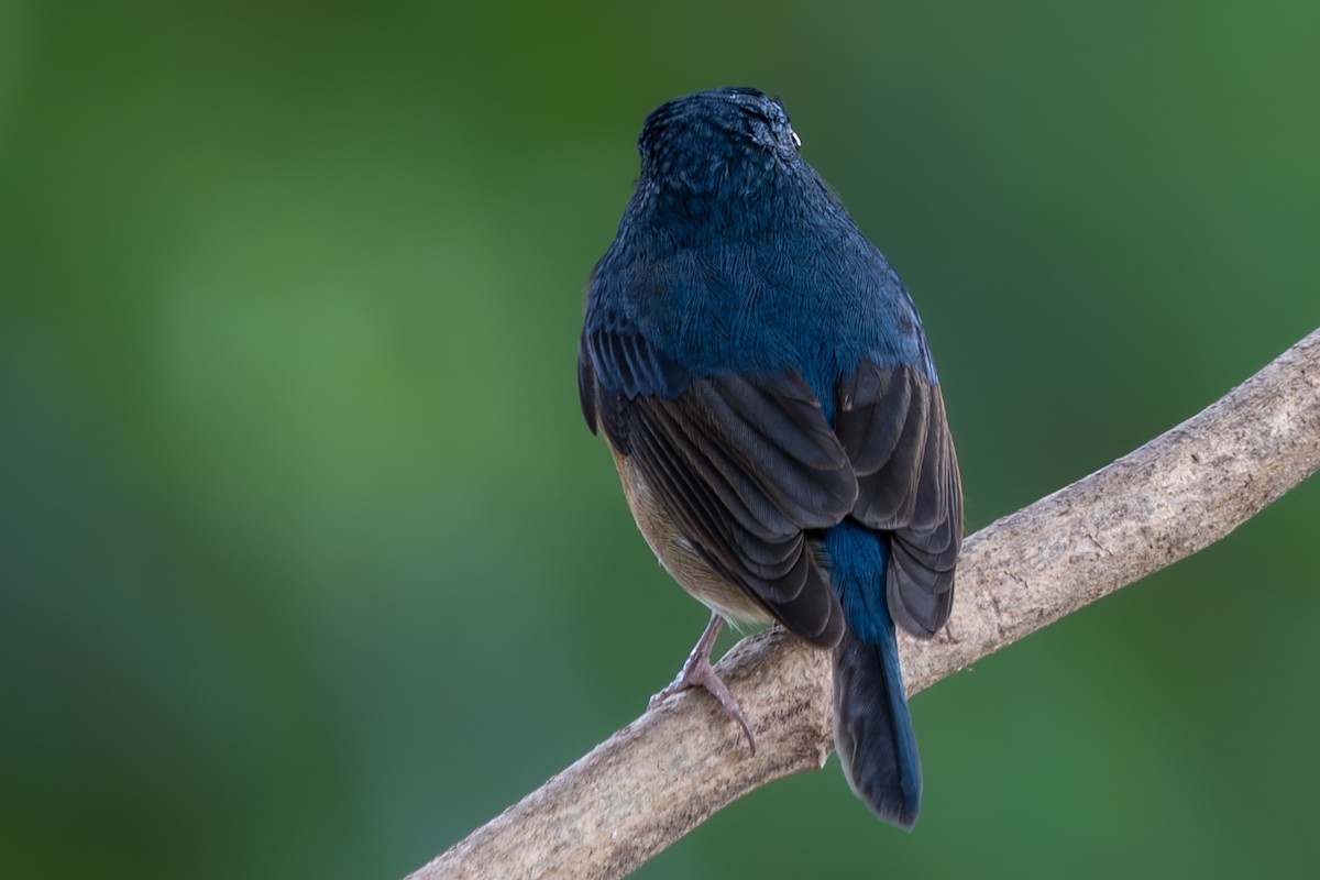 Large Blue Flycatcher - ML646104461