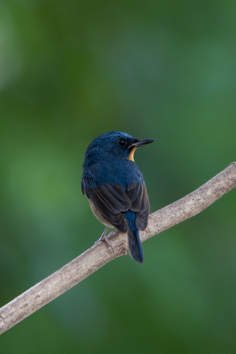 Large Blue Flycatcher - ML646104462