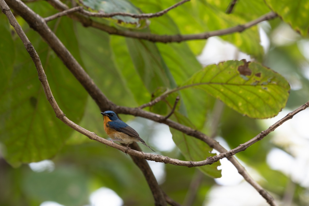 Large Blue Flycatcher - ML646104463