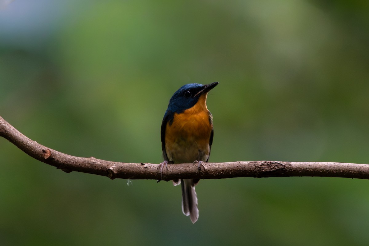 Large Blue Flycatcher - ML646104464