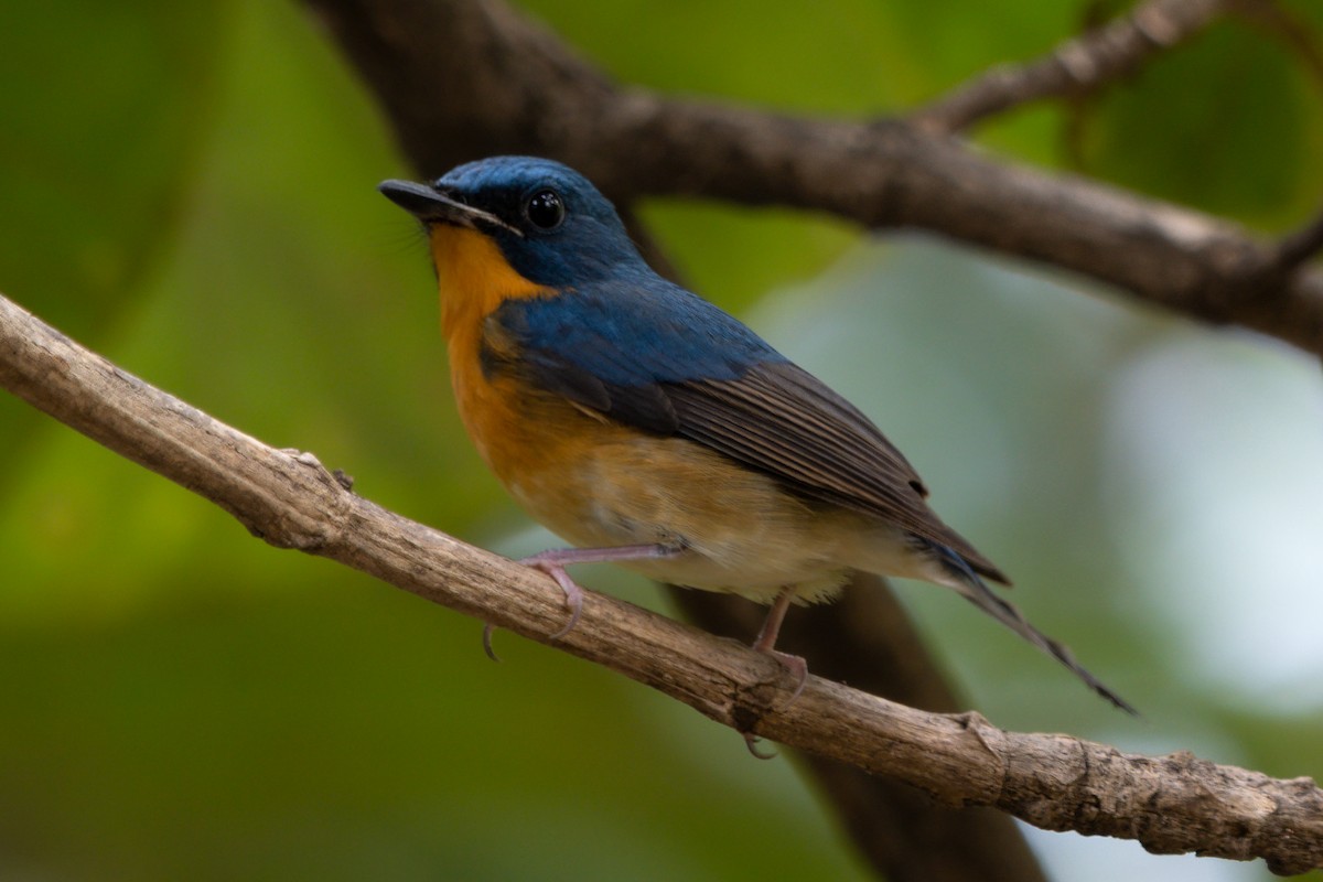 Large Blue Flycatcher - ML646104465