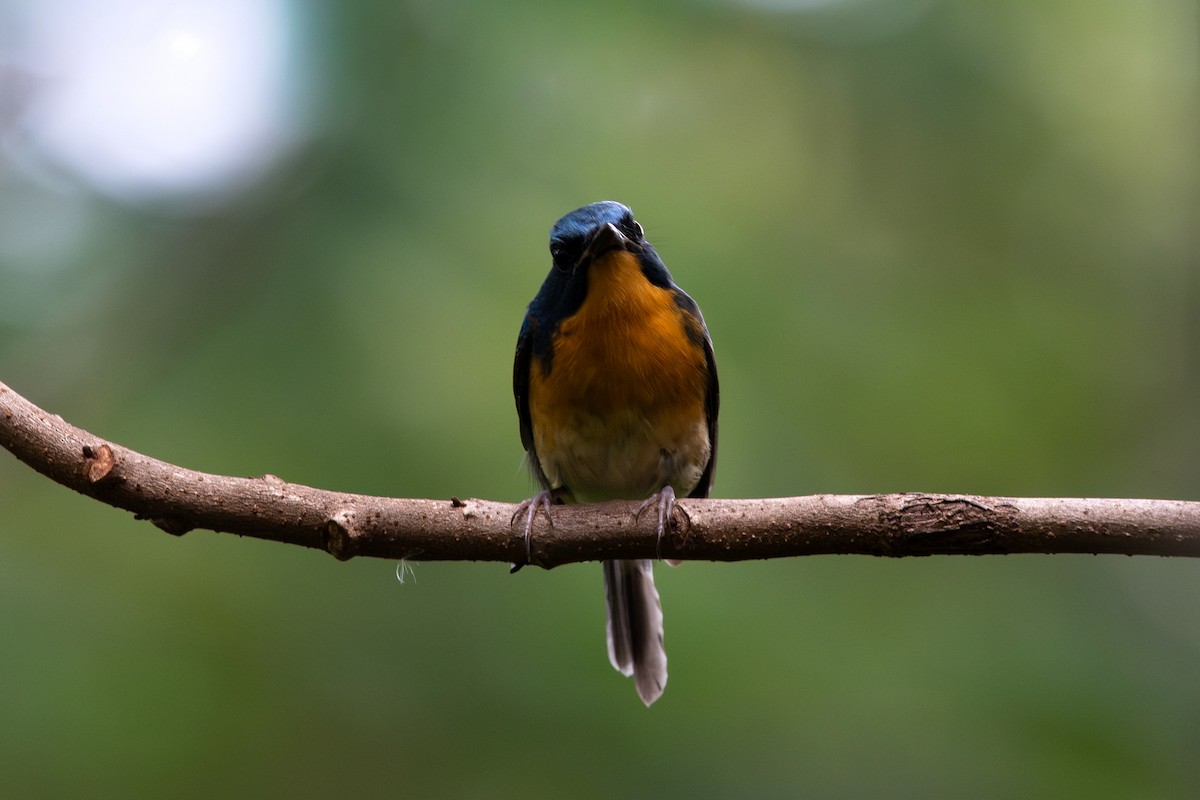 Large Blue Flycatcher - ML646104467