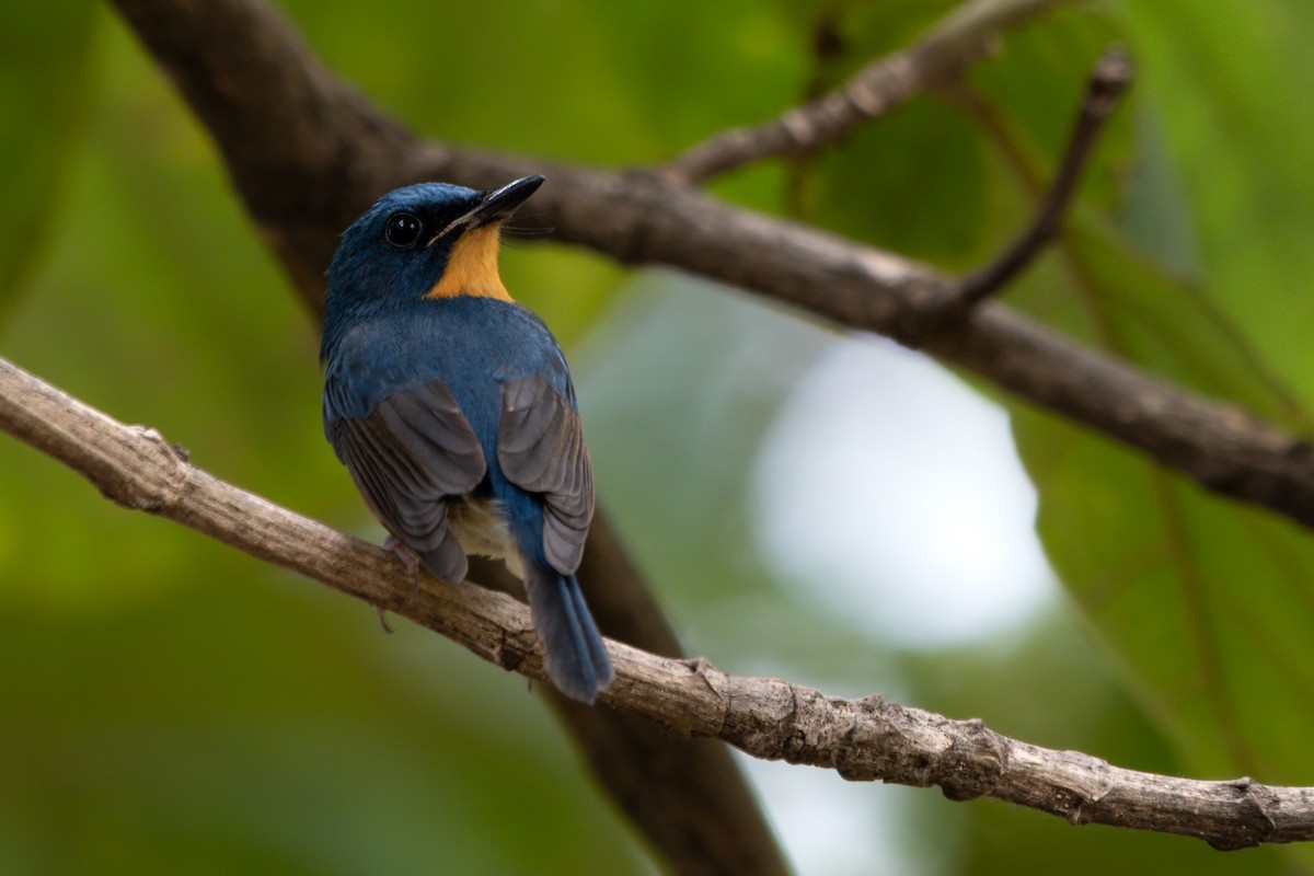 Large Blue Flycatcher - ML646104468