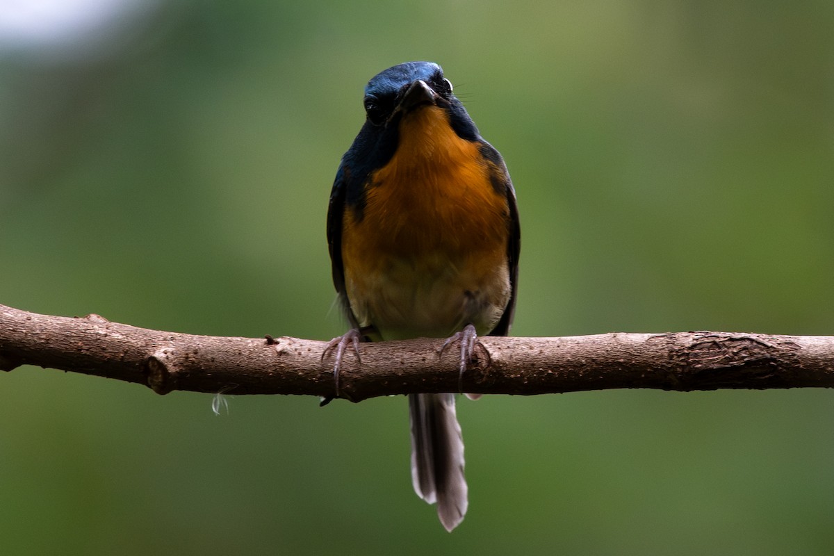 Large Blue Flycatcher - ML646104469