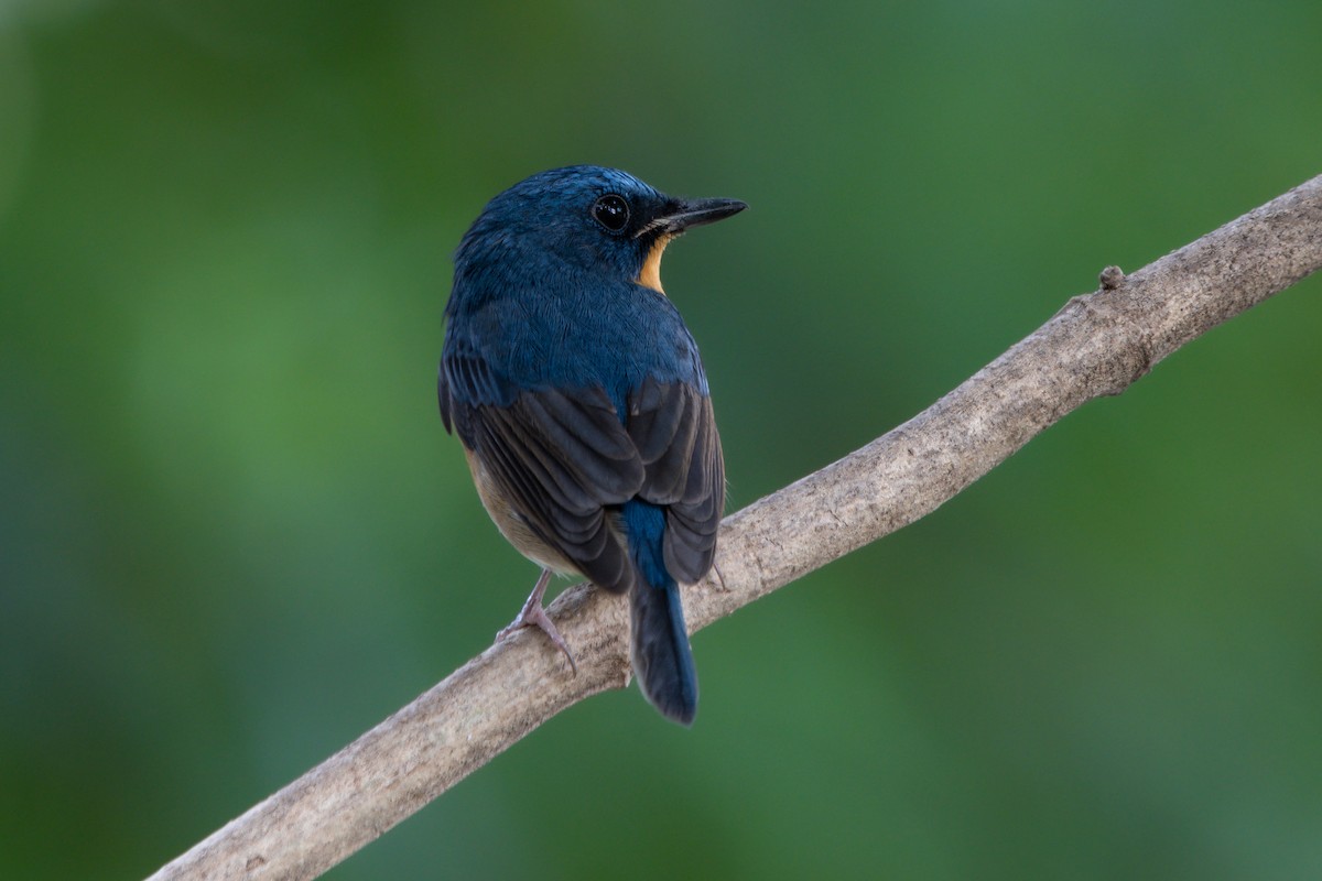 Large Blue Flycatcher - ML646104470