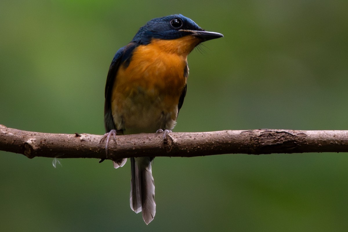 Large Blue Flycatcher - ML646104471