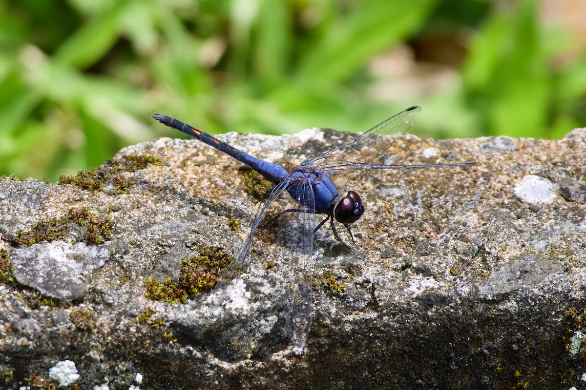 Indigo Dropwing - ML646104472