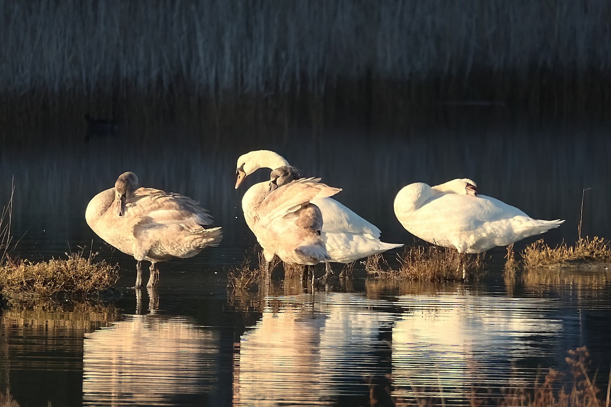 Mute Swan - ML646104474