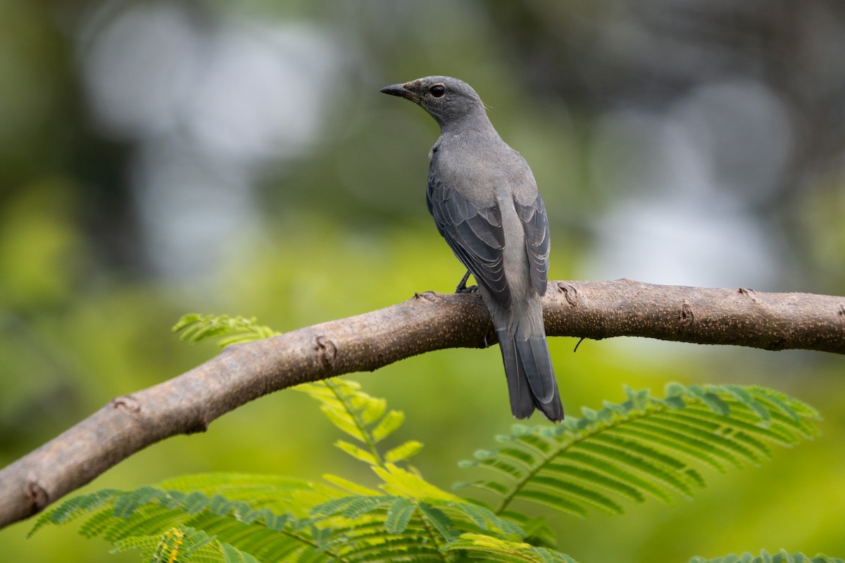 Black-winged Cuckooshrike - ML646104478