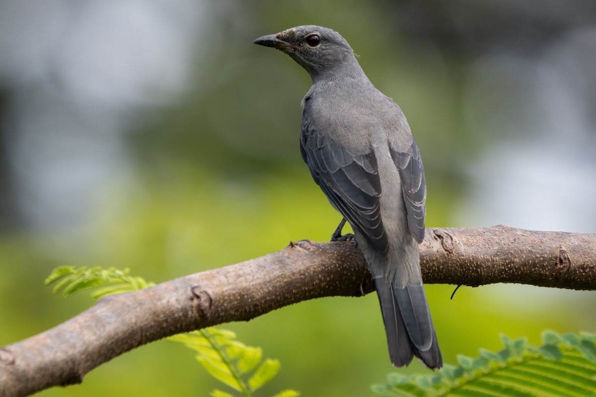 Black-winged Cuckooshrike - ML646104479