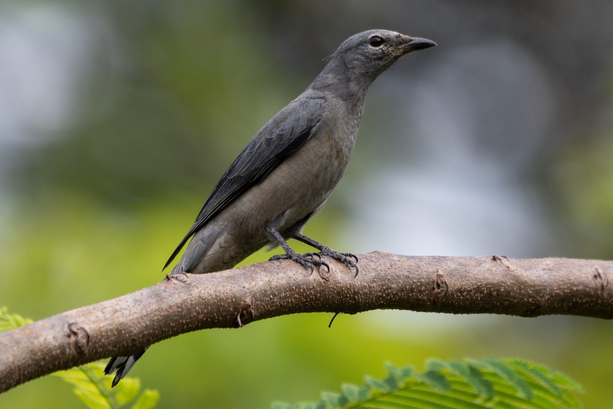 Black-winged Cuckooshrike - ML646104480
