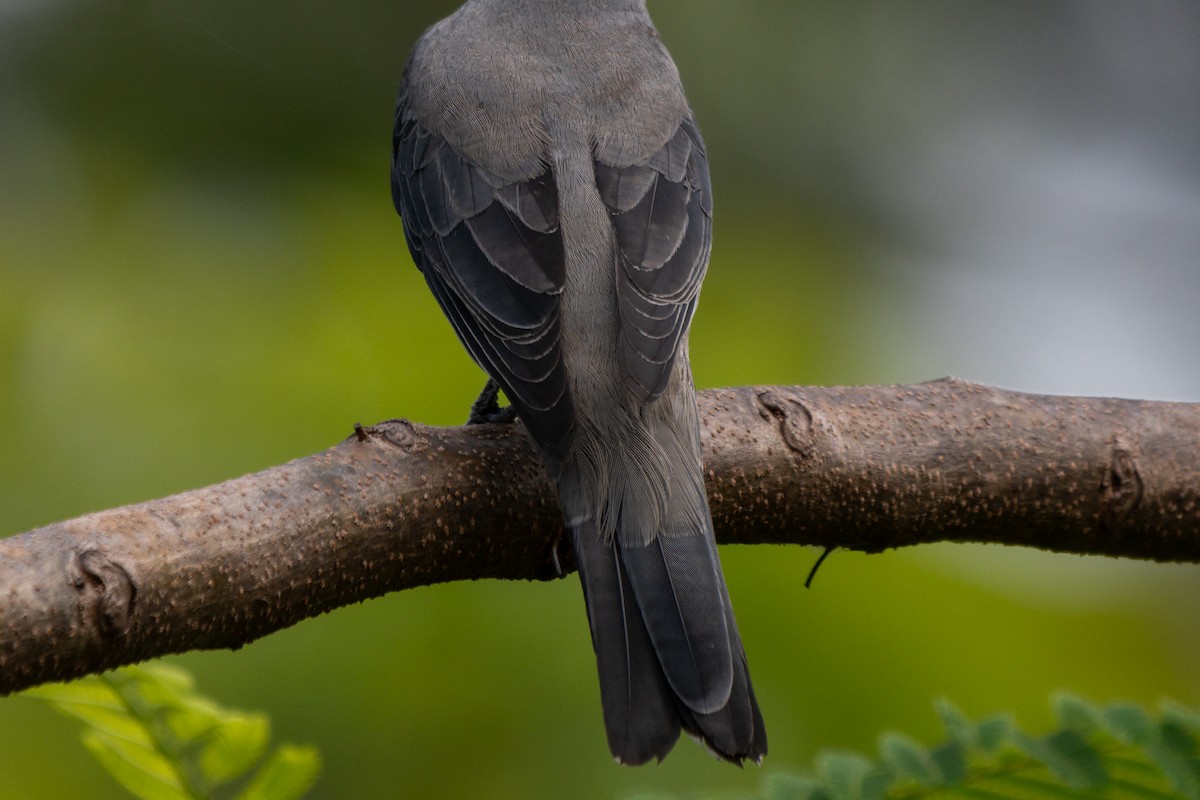 Black-winged Cuckooshrike - ML646104481