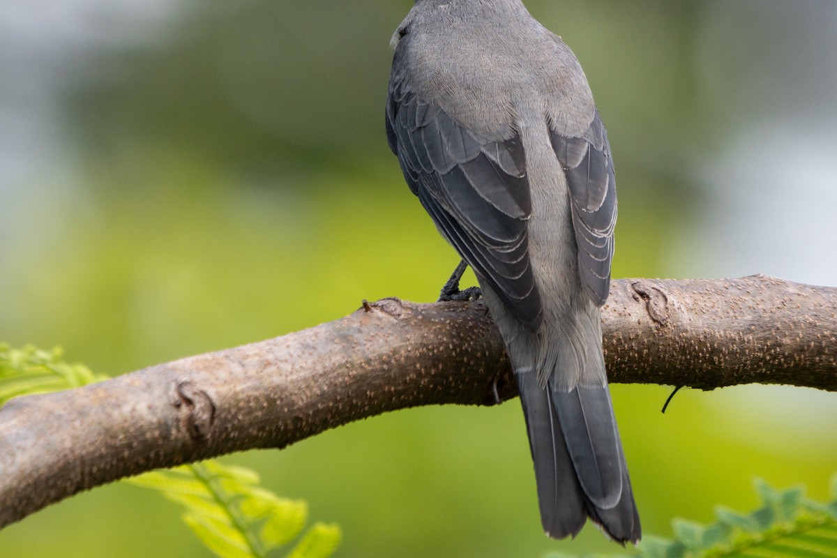 Black-winged Cuckooshrike - ML646104482