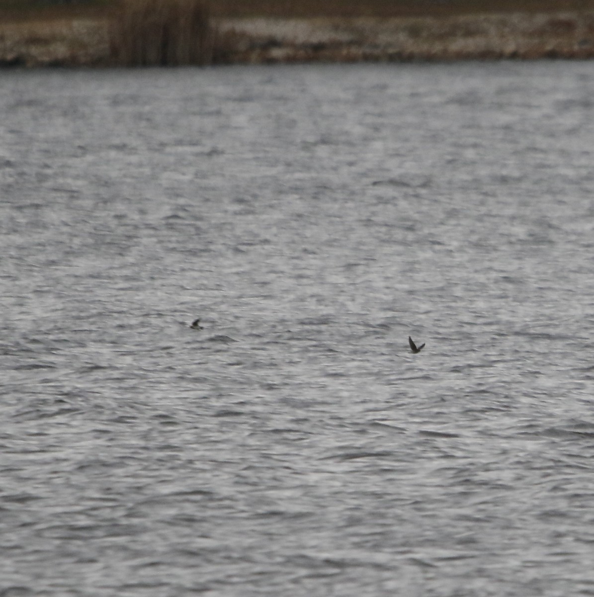 Northern Rough-winged Swallow - ML646104487