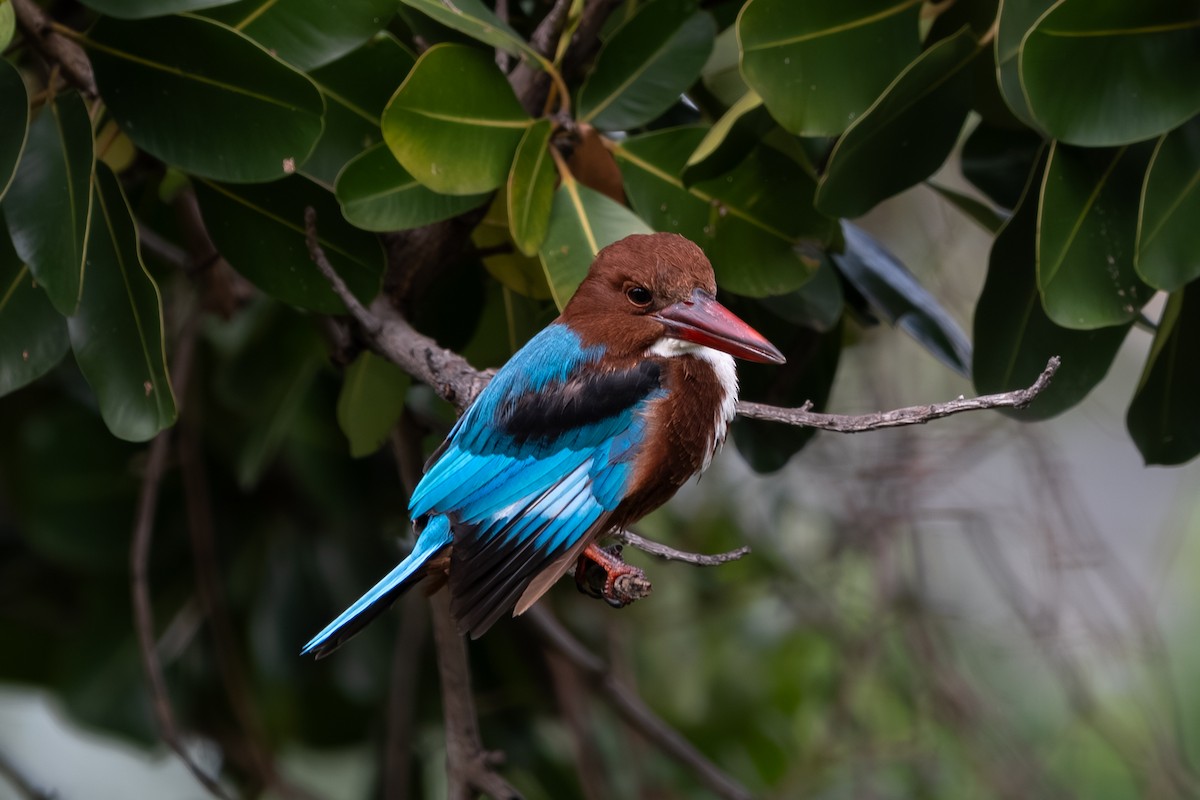 White-throated Kingfisher - ML646104488