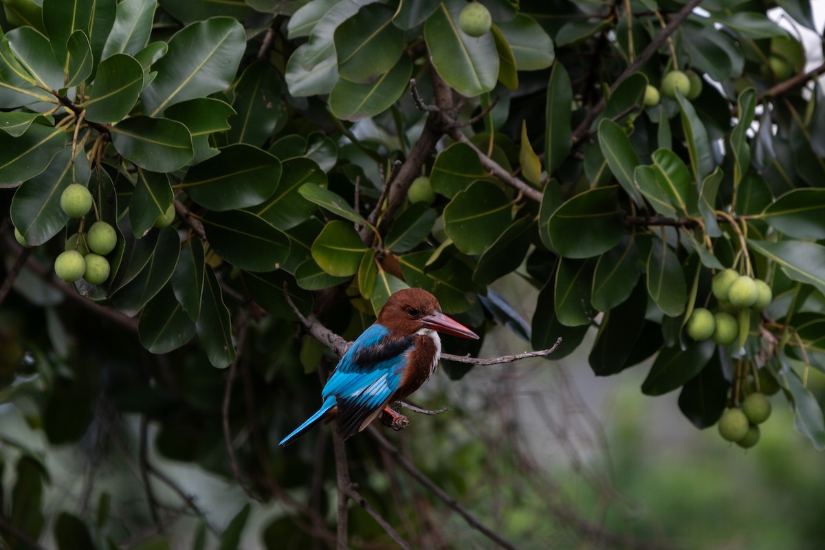 White-throated Kingfisher - ML646104489