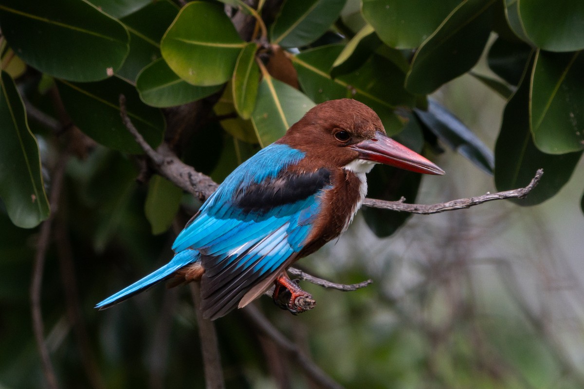 White-throated Kingfisher - ML646104490