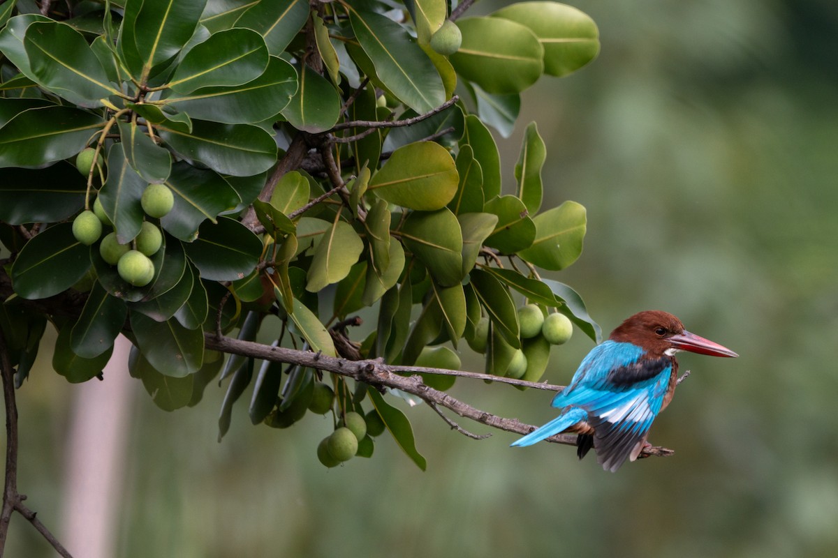 White-throated Kingfisher - ML646104492