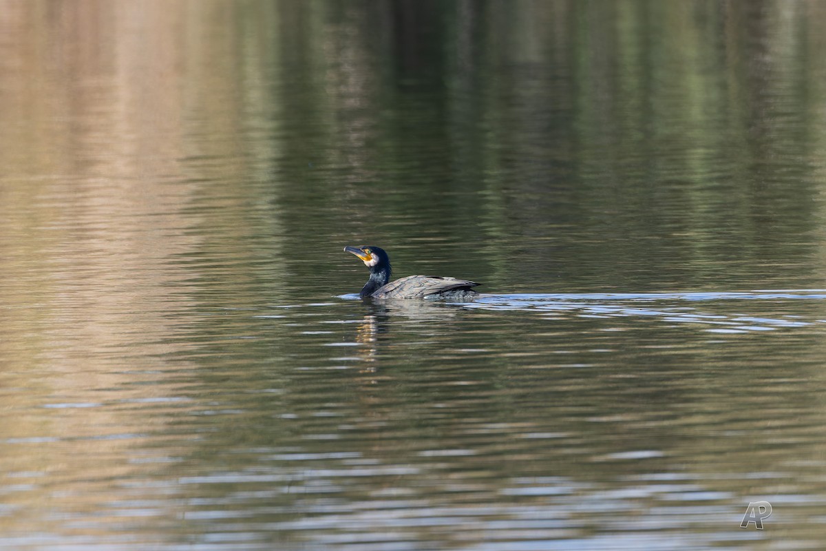 Great Cormorant - ML646104530