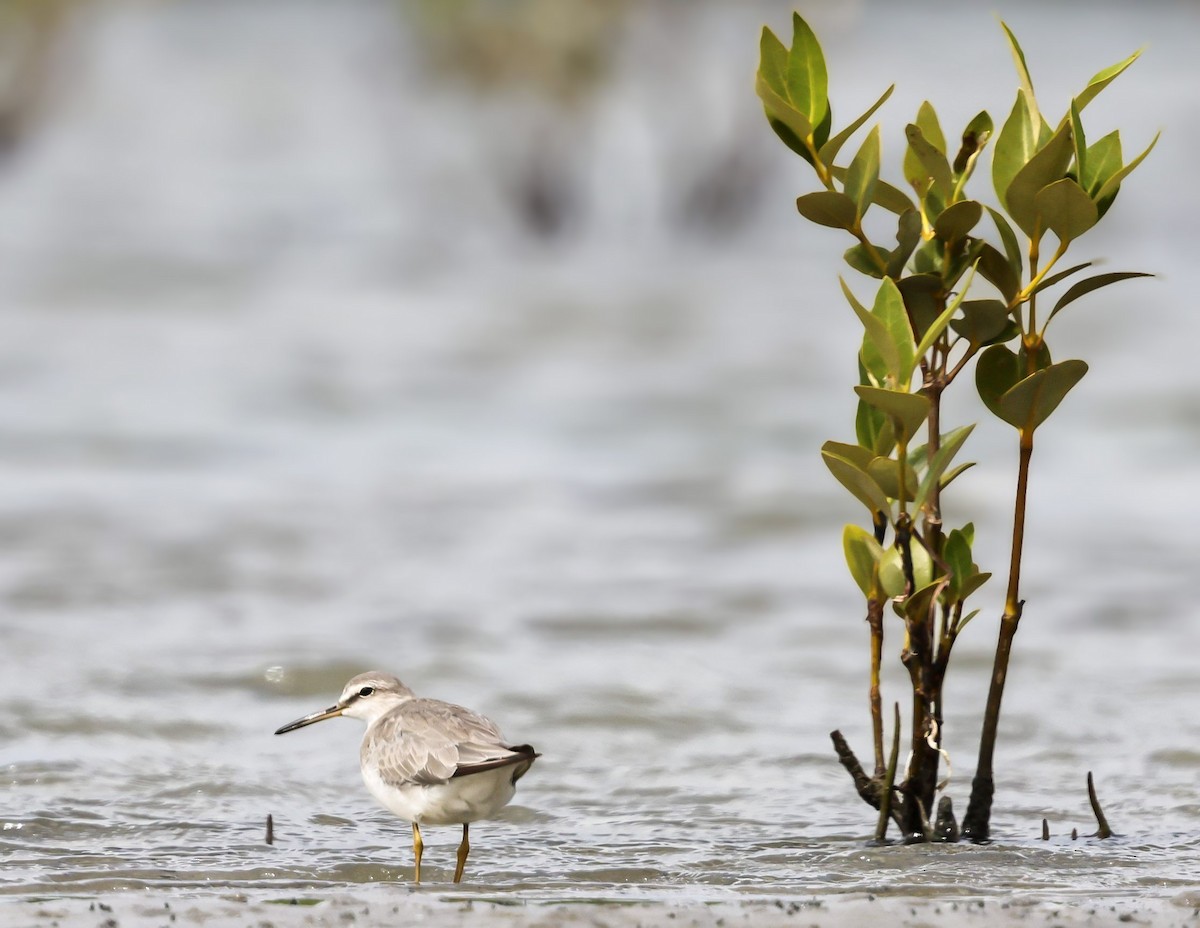 黃足鷸 - ML646104537