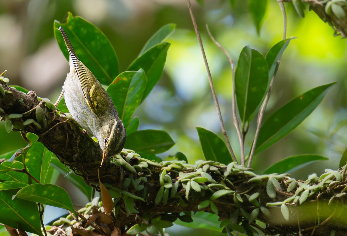 Davison's Leaf Warbler - ML646104538