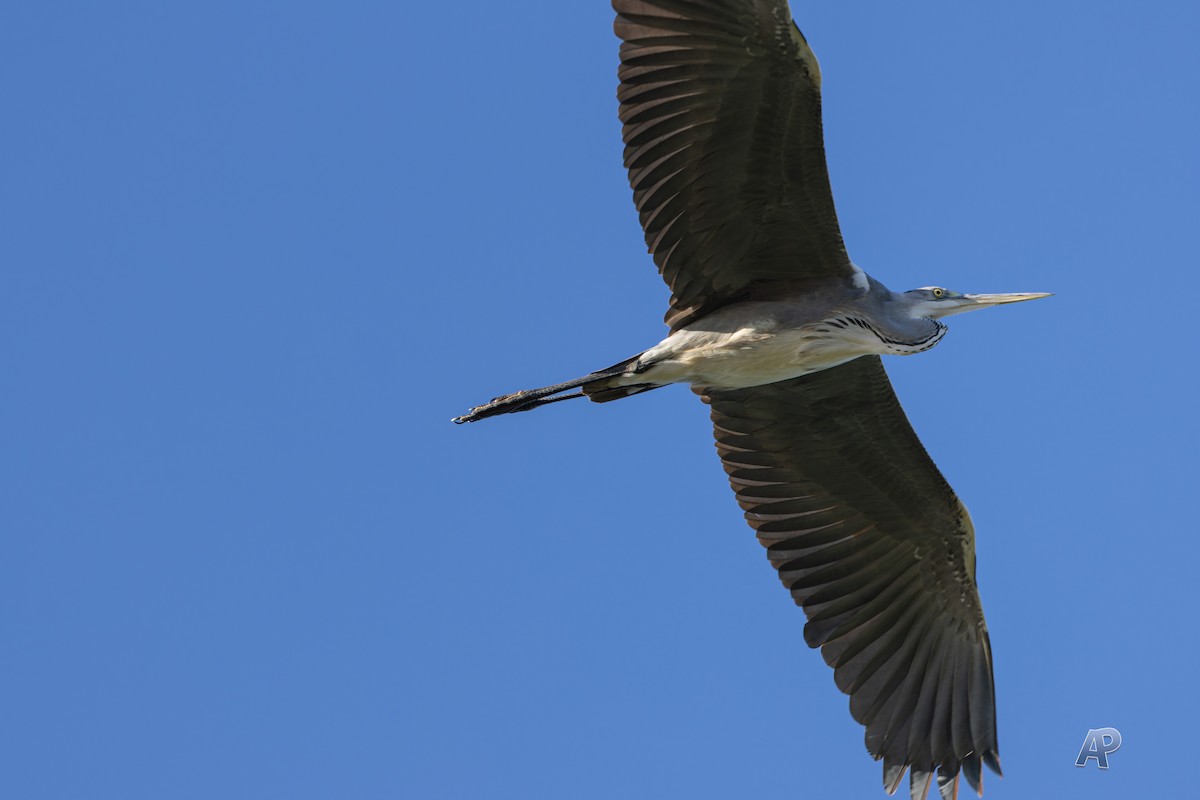 Gray Heron - ML646104539