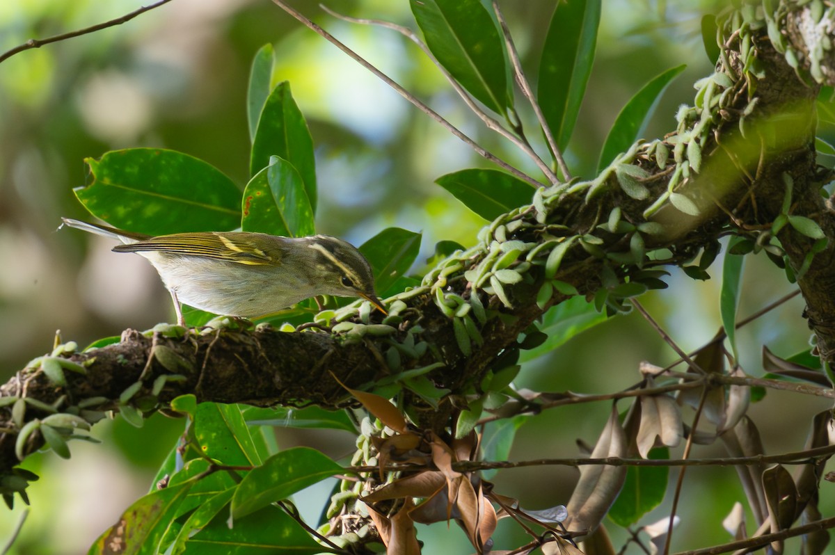 Davison's Leaf Warbler - ML646104540