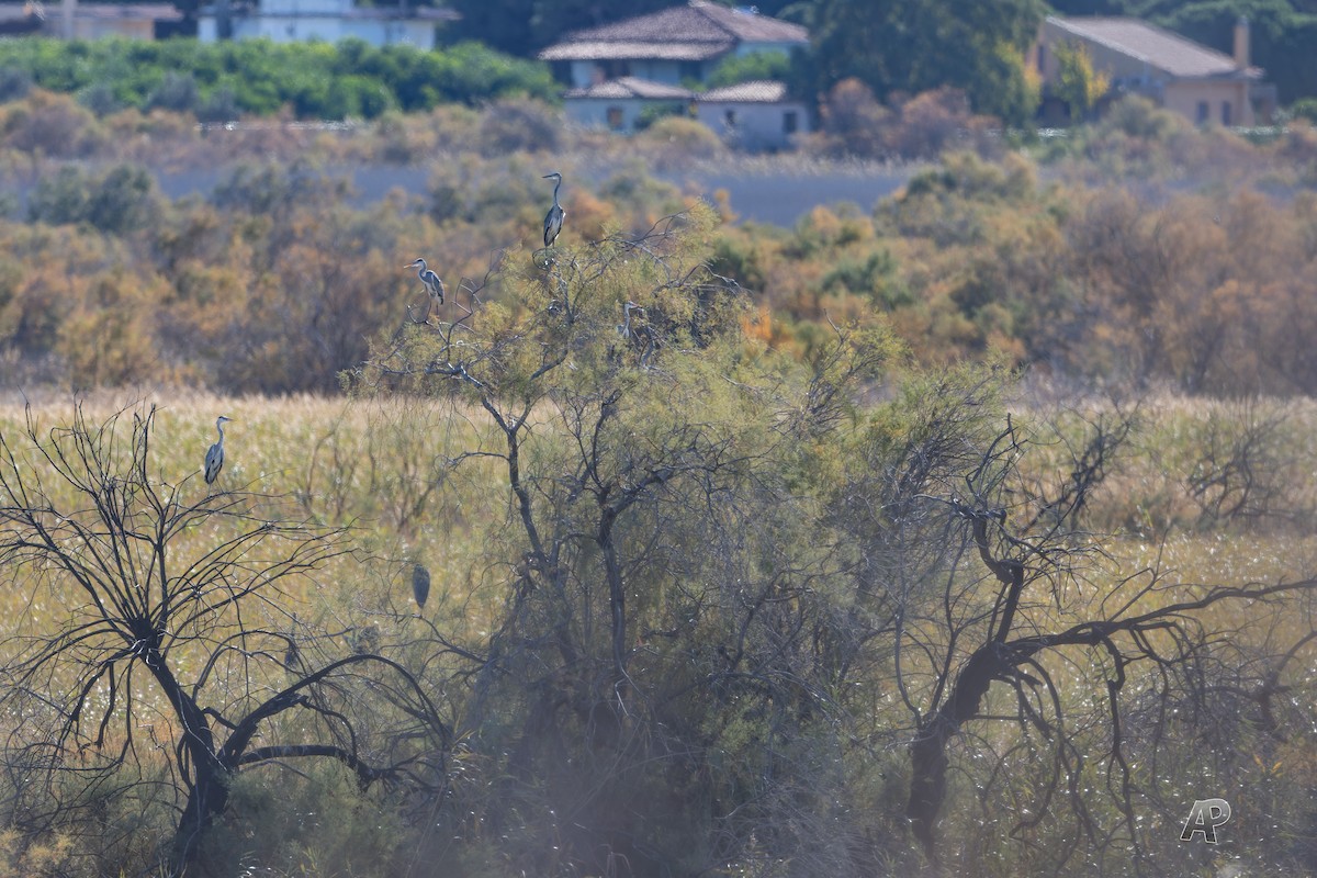 Gray Heron - ML646104541